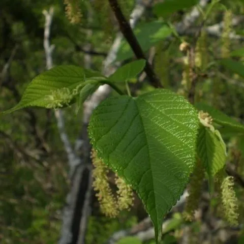 thumbnail for publication: Morus rubra, Red Mulberry